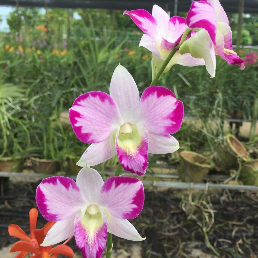 Dendrobium Erika mutation