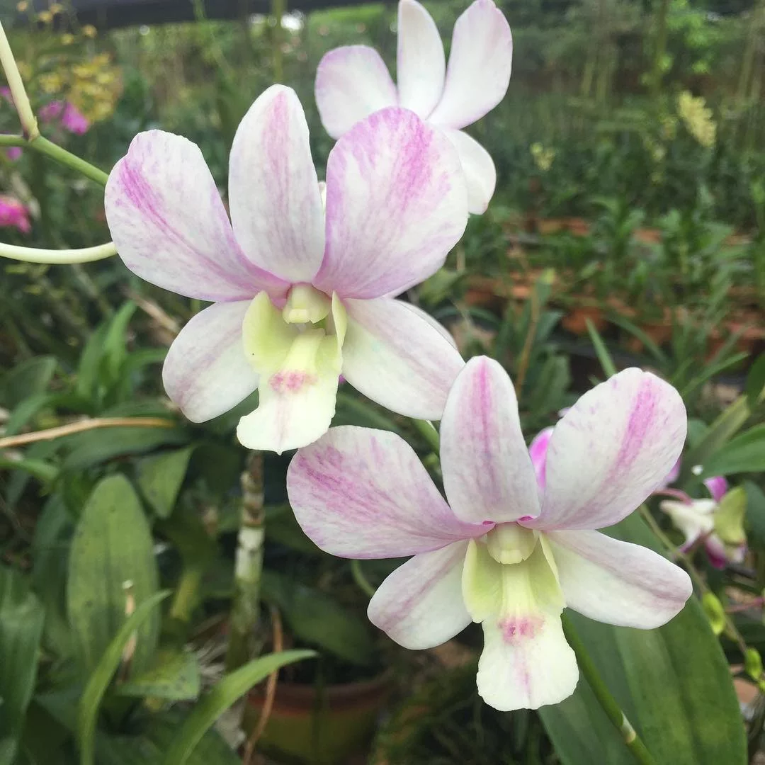 Dendrobium Popeye