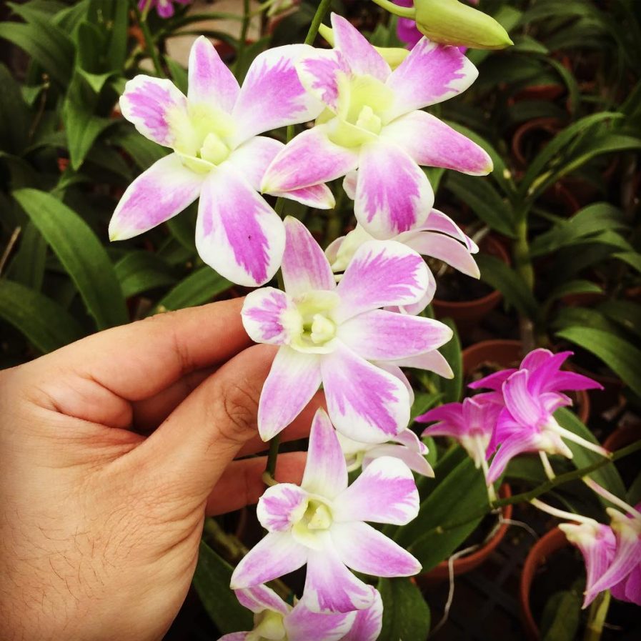 Dendrobium Lucian Pink Splash mutation