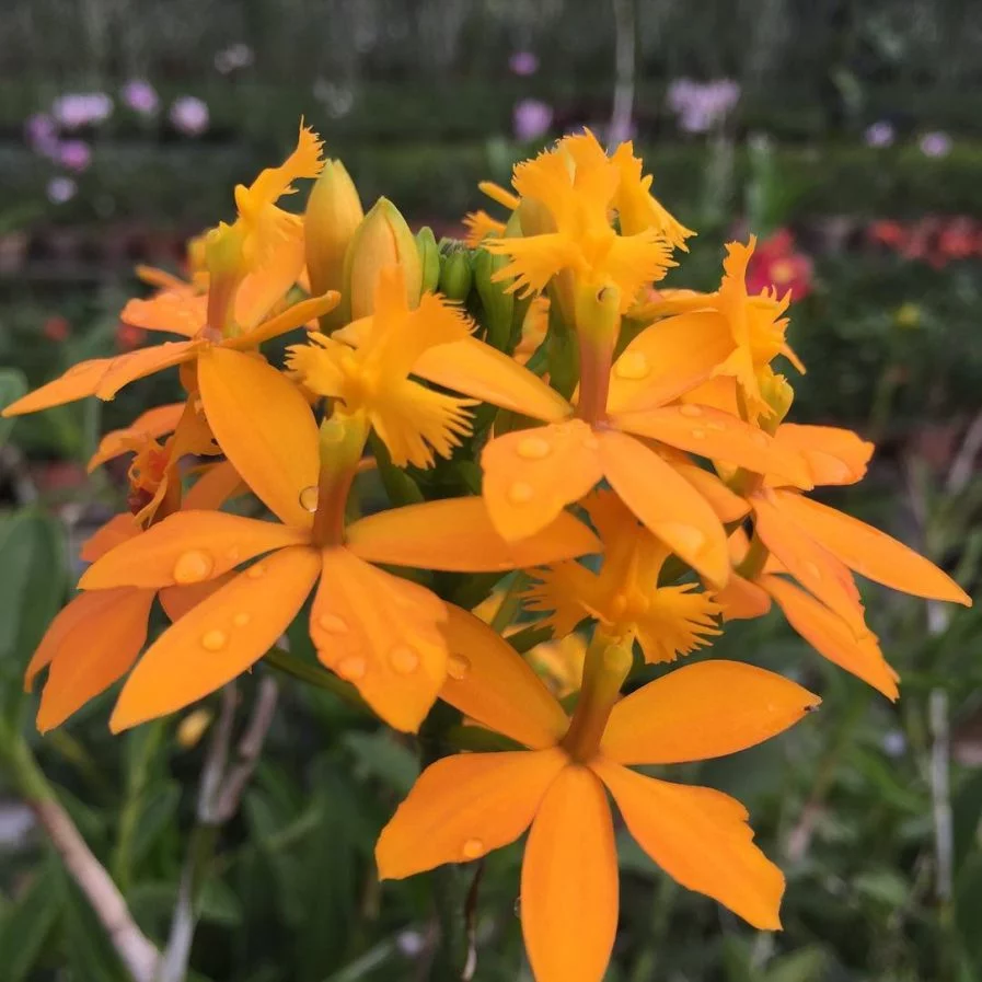 Epidendrum Joseph Lii