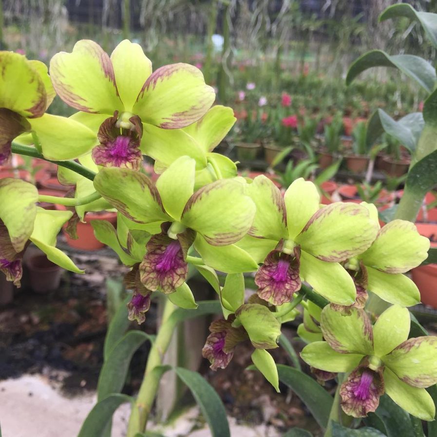 Dendrobium Burana Jade hybrid