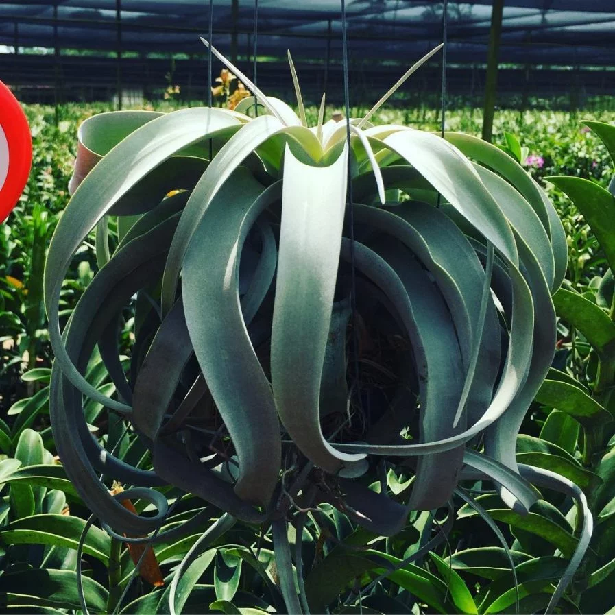 Tillandsia xerographica