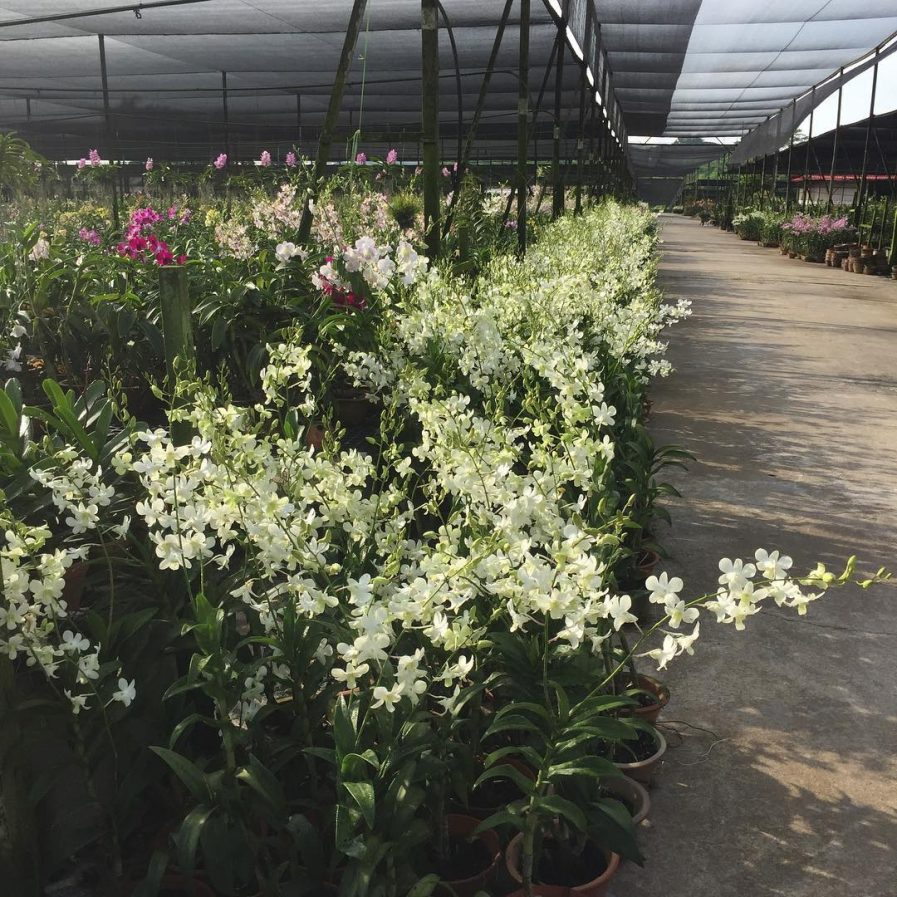 Dendrobium Shavin White
