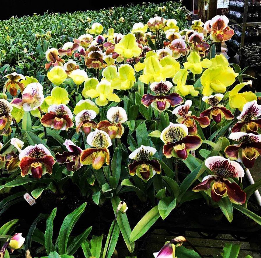 Paphiopedilum complex hybrids