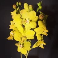 Tapropapilanda Candlelight polyploid