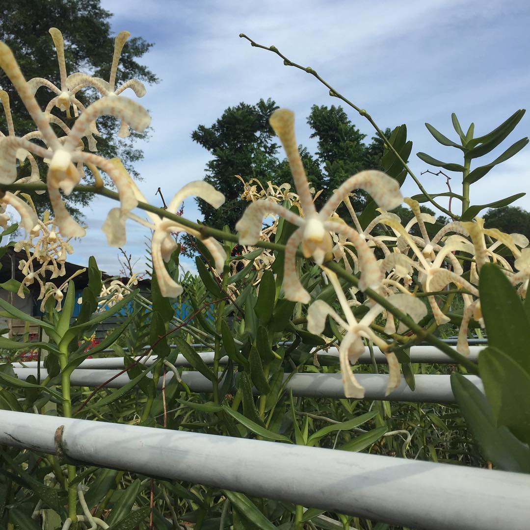 Arachnis Maggie Oei &quot;Yellow Ribbon&quot; | Toh Garden : Singapore Plants