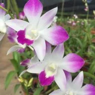 Dendrobium Sonia hybrid