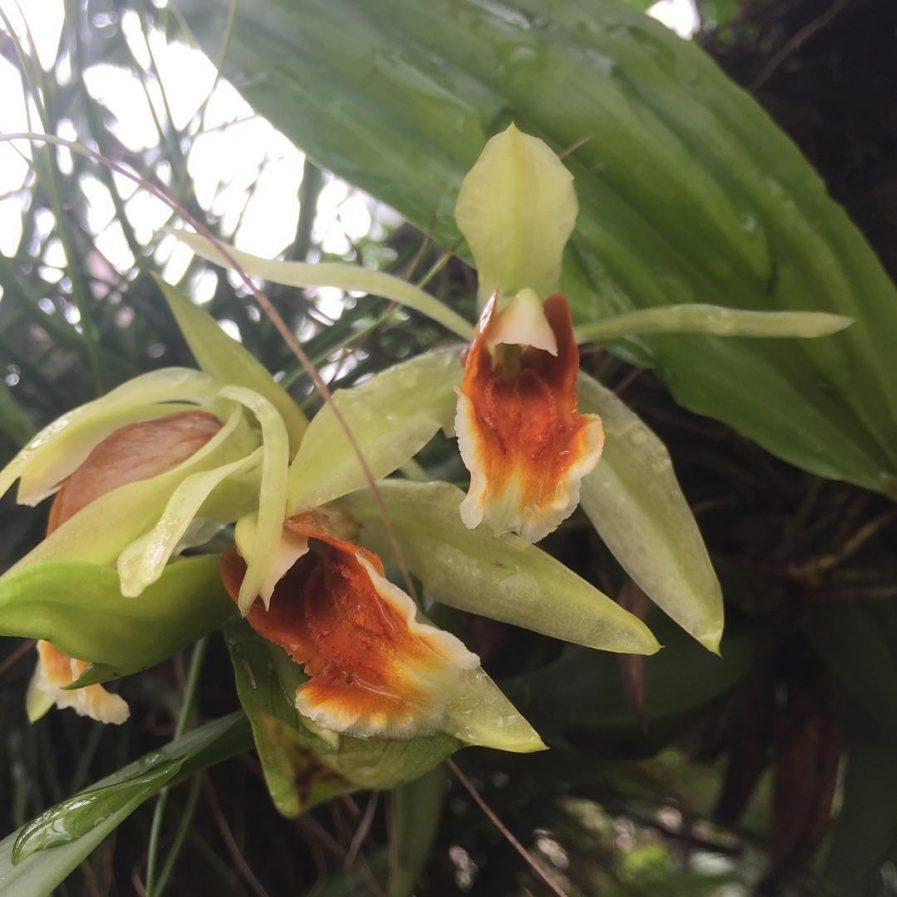 Coelogyne tommii