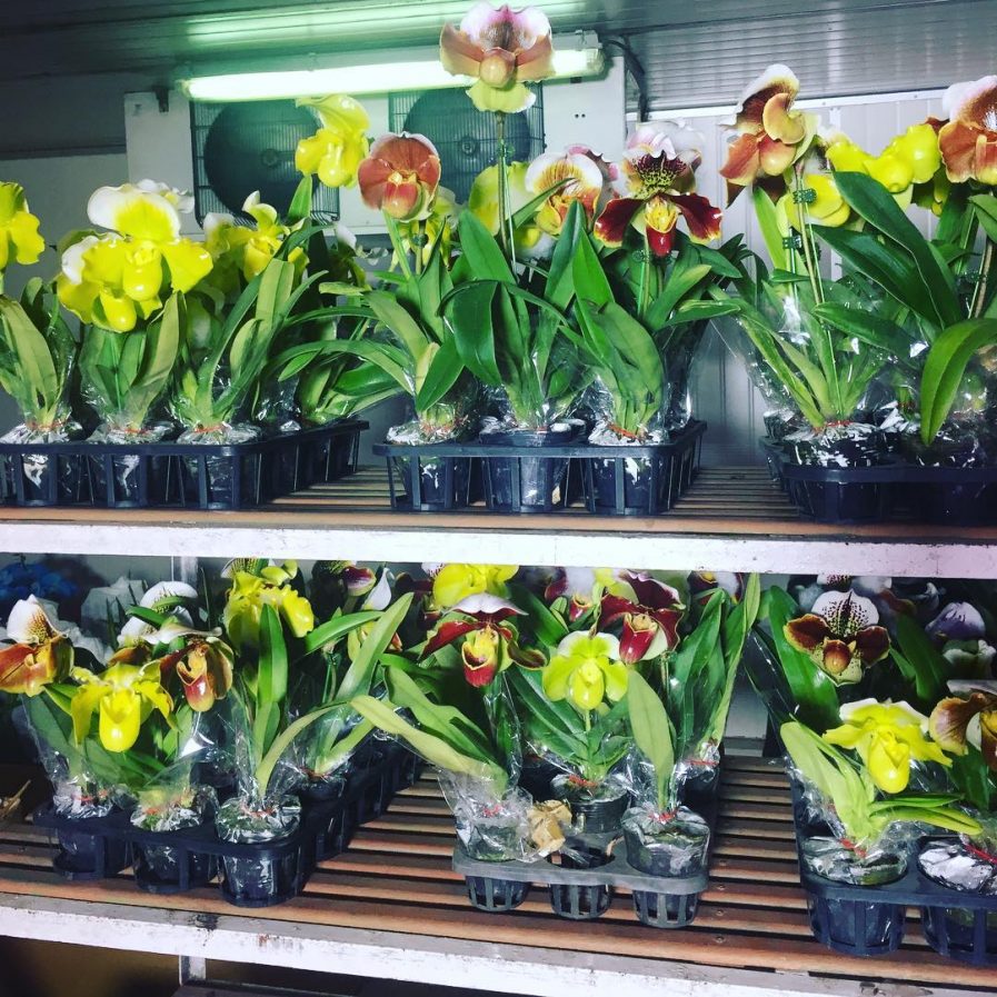 Paphiopedilum complex hybrids