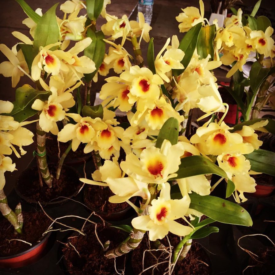 Dendrobium Nobile _Stardust_