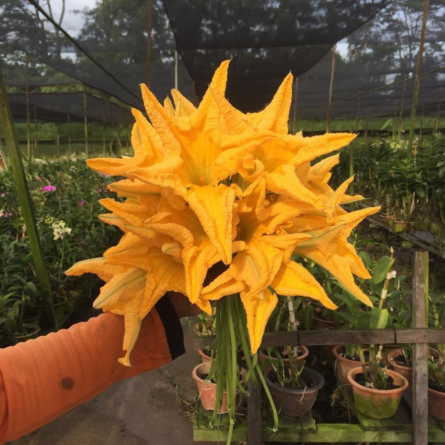 pumpkin flowers