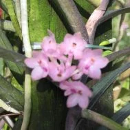 Ascocentrum christensonianum