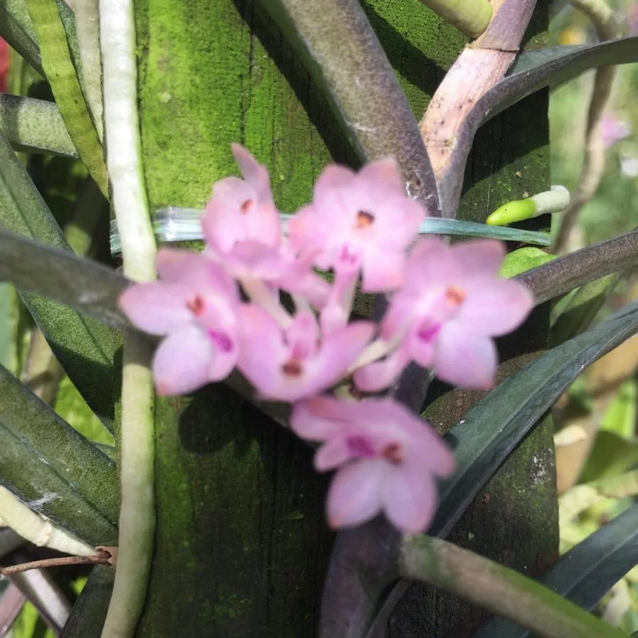 Ascocentrum christensonianum