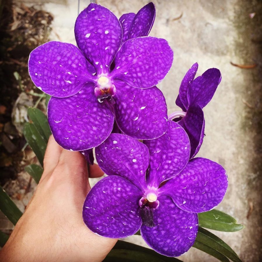 Vanda Pachara Delight