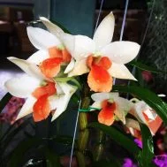 Dendrobium Dawn Maree