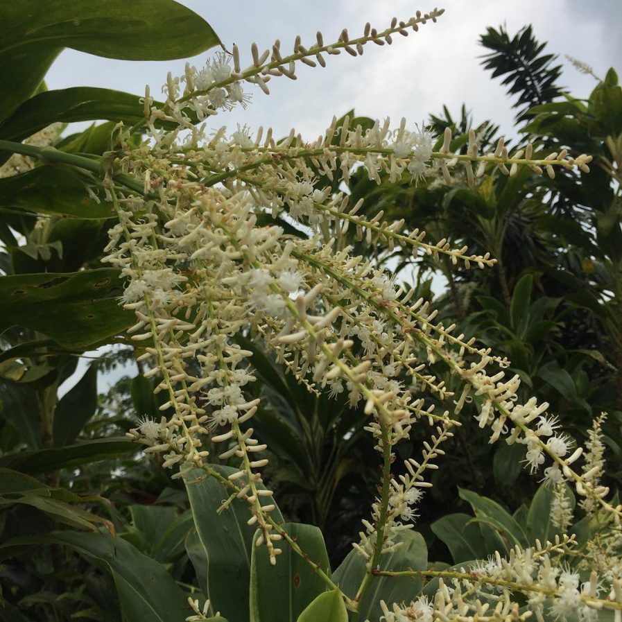 Cordyline Snow White