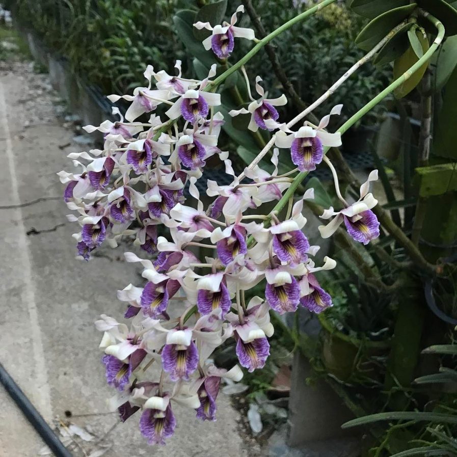 Dendrobium nindii