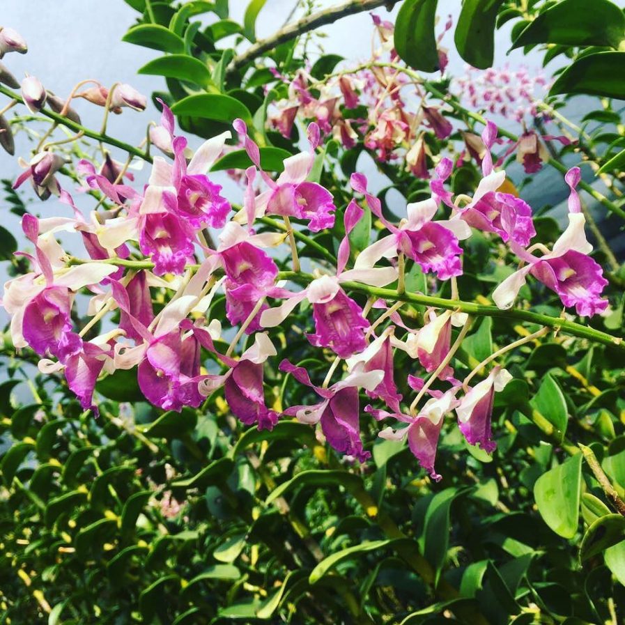 Dendrobium taurinum