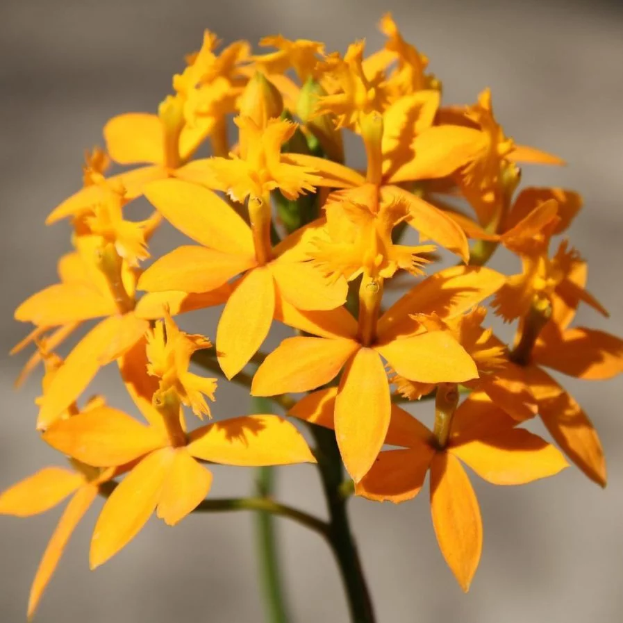 Epidendrum Joseph Lii