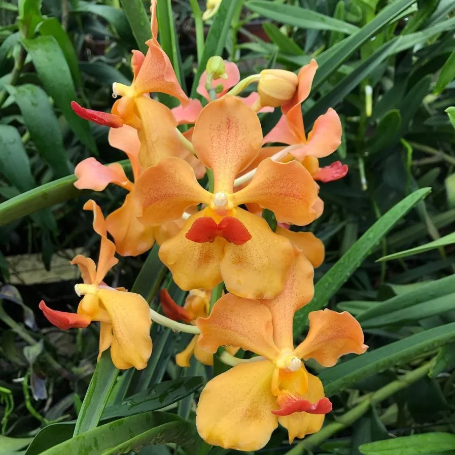 Papilionanda Bangkok