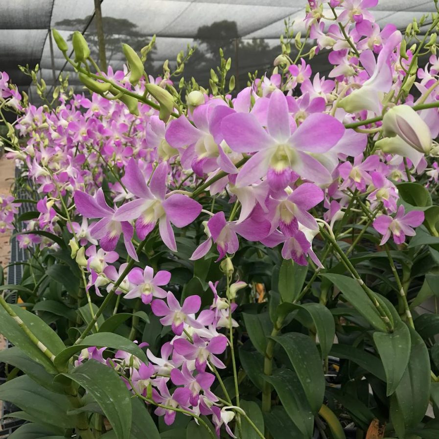 Dendrobium Lucian Pink