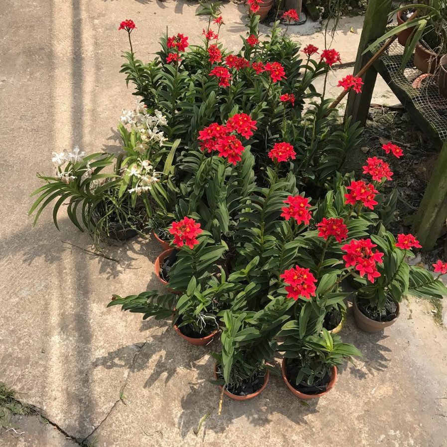 Red Epidendrums