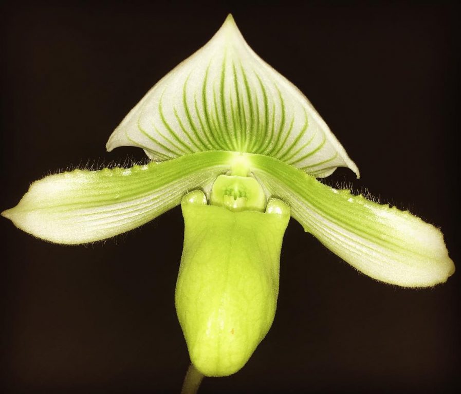 paphiopedilum