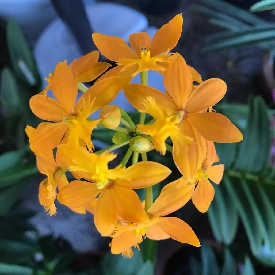 Epidendrum Joseph Lii