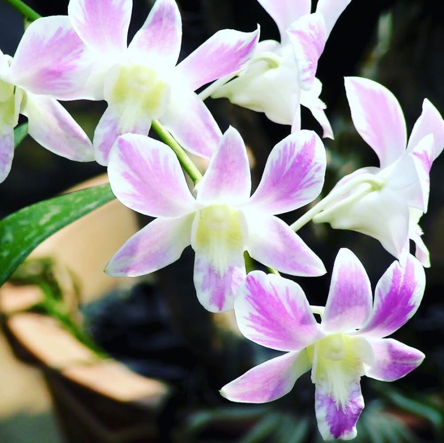 Dendrobium Lucian Pink Splash mutation