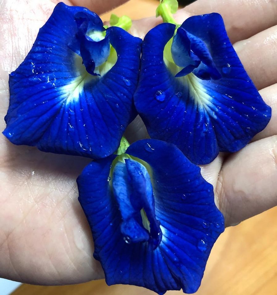 Butterflypea