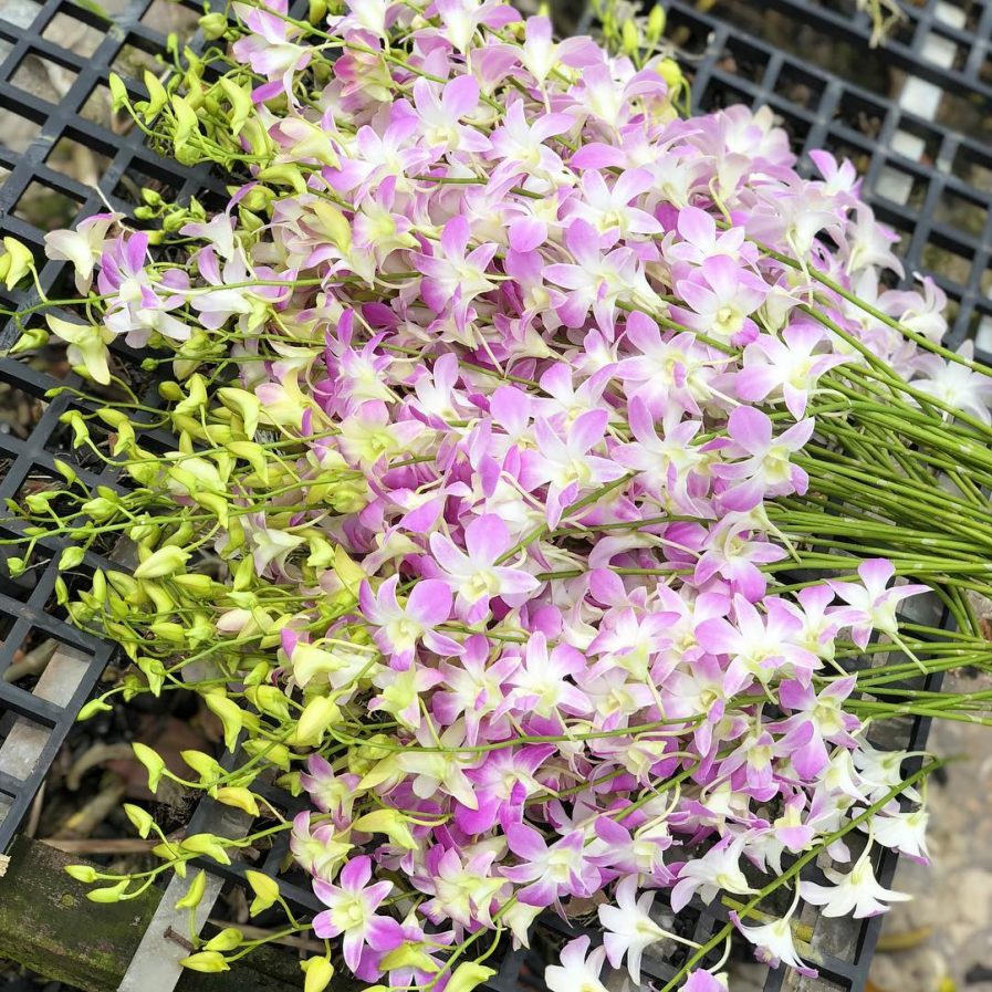 Dendrobium Lucian Pink