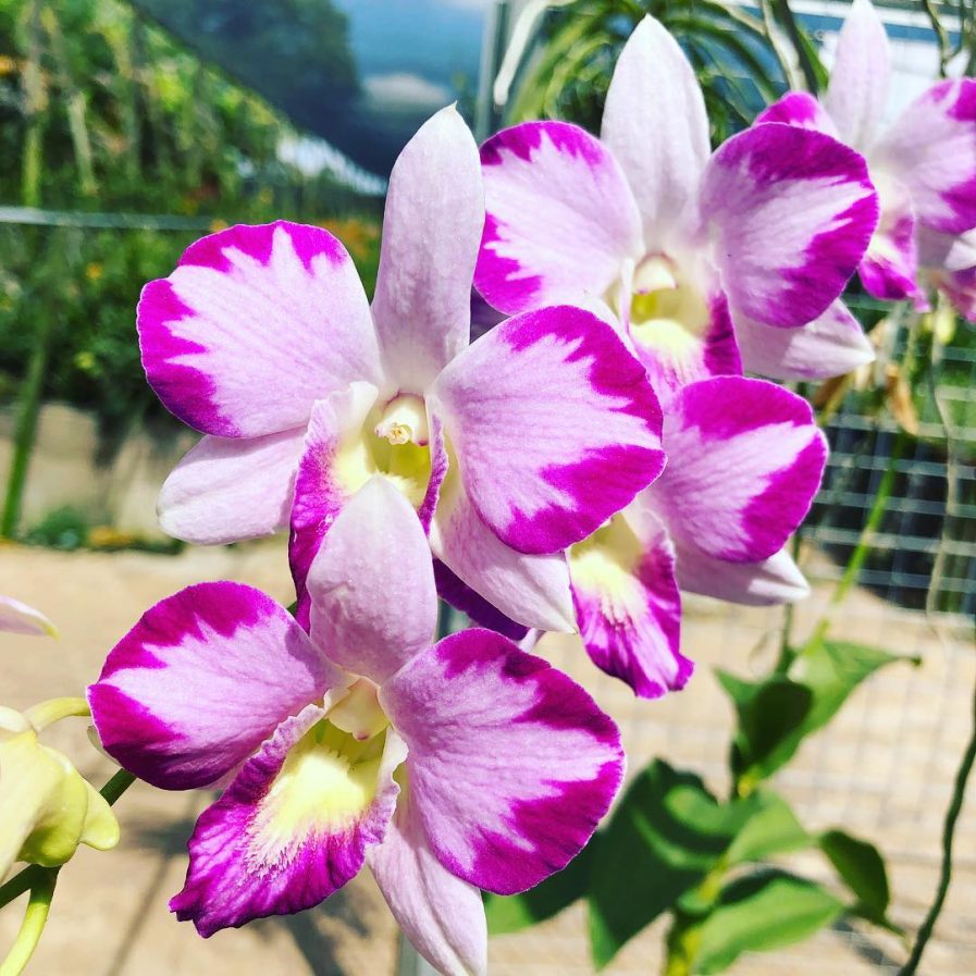 Dendrobium Erika mutation