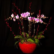 Phalaenopsis with Pussy Willow