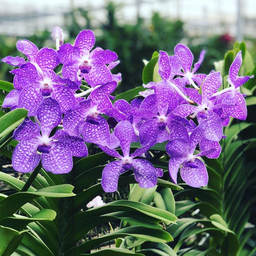 Vandachostylis (Rhynchovanda) Azure (1972)