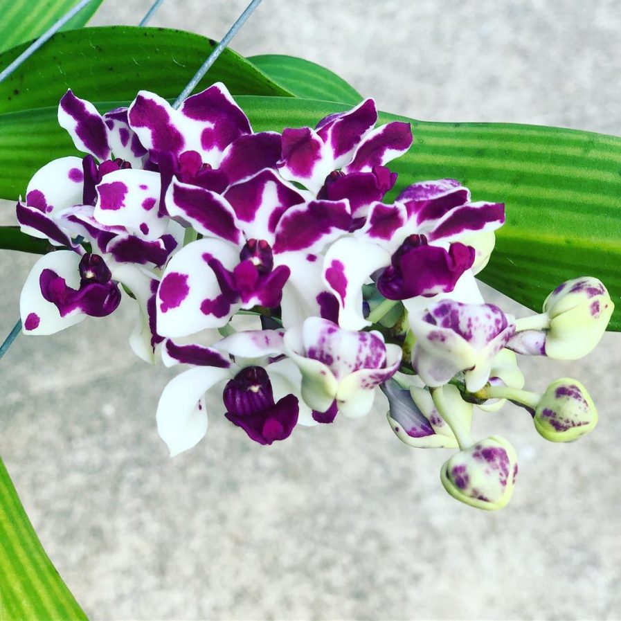 Spotted Rhynchostylis gigantea