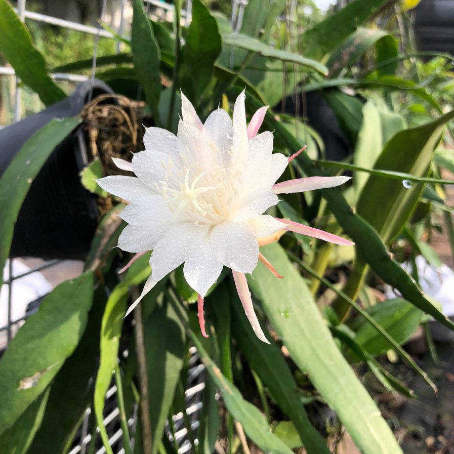 Epiphyllum hybrid