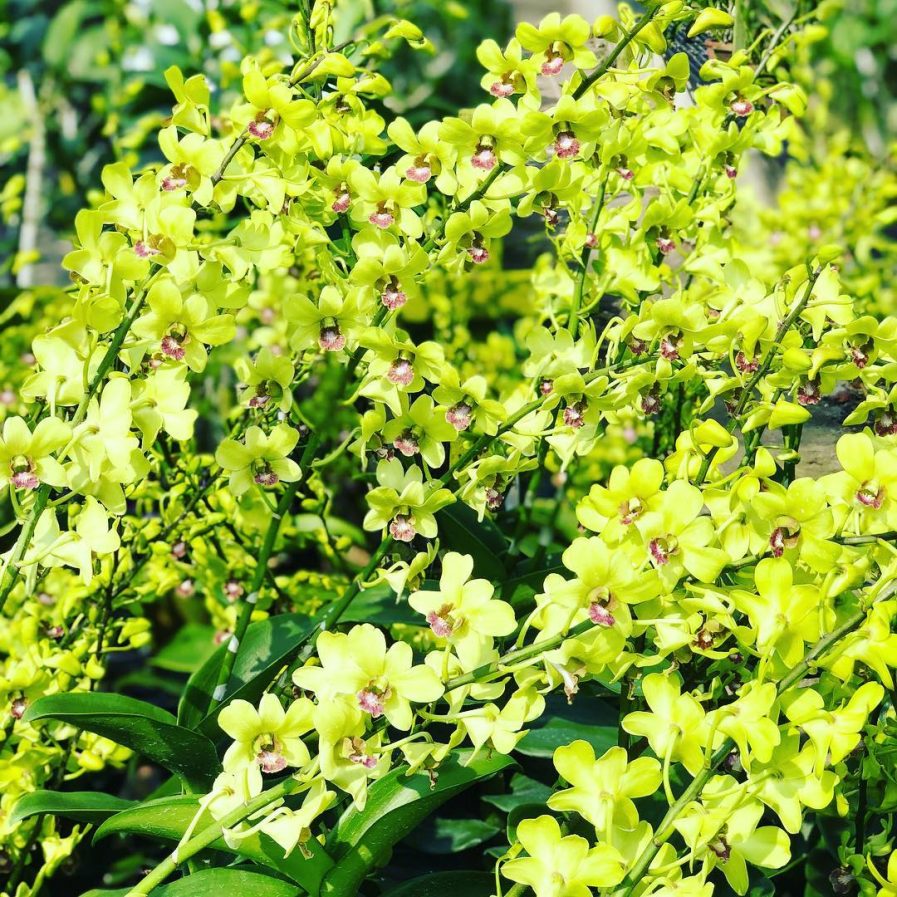 Dendrobium Burana Jade