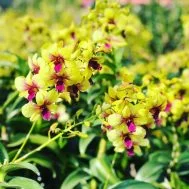 Dendrobium Thongchai Gold hybrid