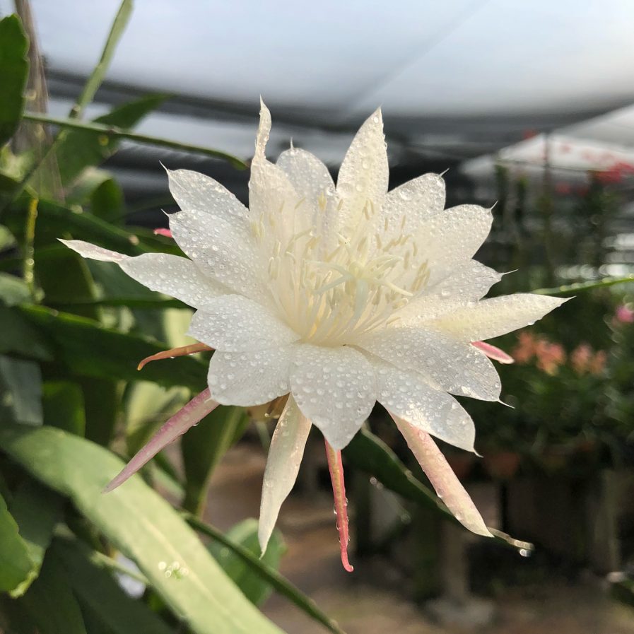 Epiphyllum hybrid