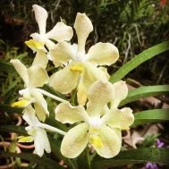 Vanda Doctor Goh Keng Swee