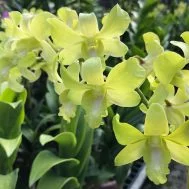 Dendrobium Singapore Scouts