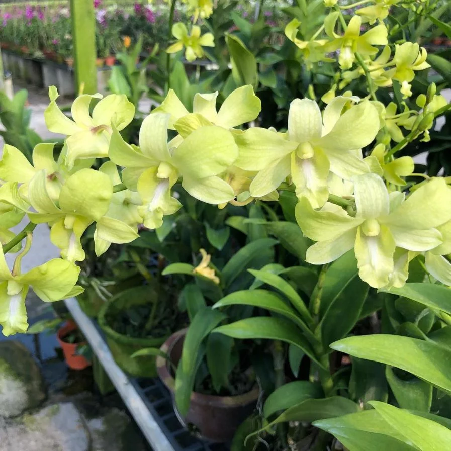 Dendrobium Singapore Scouts