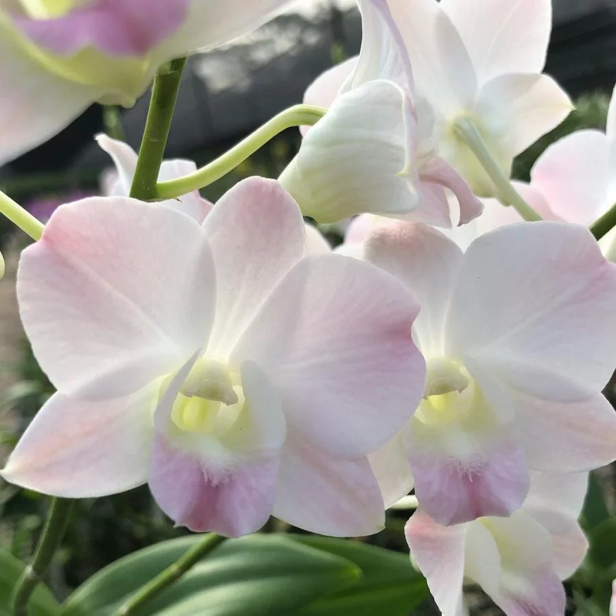 Peach Dendrobium