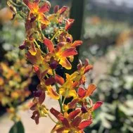 Dendrobium Ninja