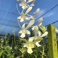 White Dendrobium Hybrid