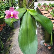 Phalaenopsis amboinensis x violacea