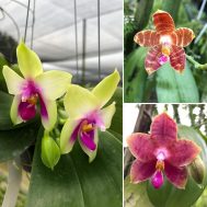 Phalaenopsis Var Hybrids