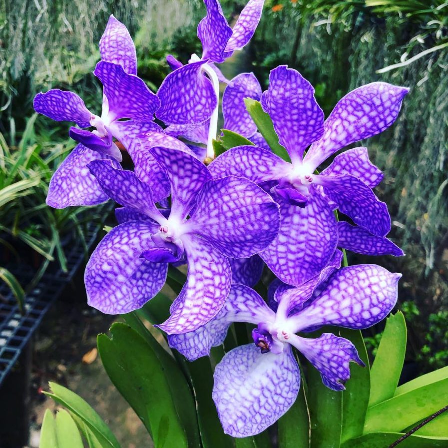 Vandachostylis (Rhynchovanda) Azure (1972)