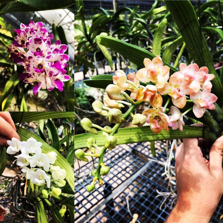 Fragrant Rhynchostylis gigantea