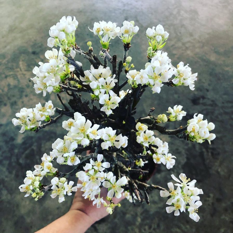 Fragrant Apple Tree